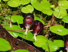 Corybas grumulus