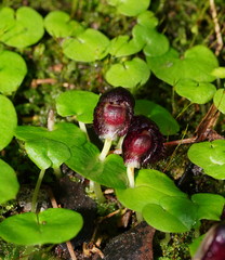 Corybas grumulus