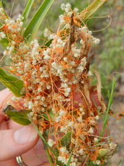 Cuscuta cuspidata
