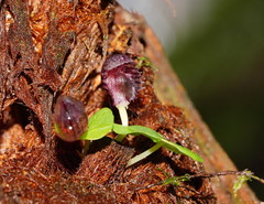 Corybas grumulus