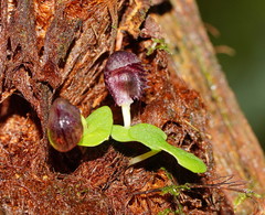 Corybas grumulus
