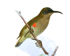 Ursula's Sunbird photo 1
