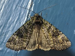 Anaplectoides prasina