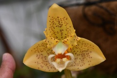 Stanhopea graveolens