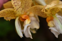 Stanhopea graveolens