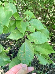 Stegophora ulmea