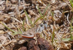 Melanoplus occidentalis