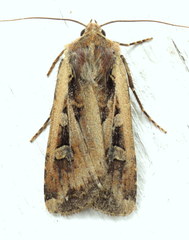 Euxoa ochrogaster
