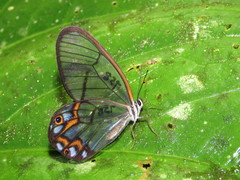 Pseudohaetera hypaesia