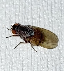 Lauxanioidea