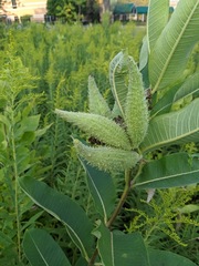 Asclepias syriaca