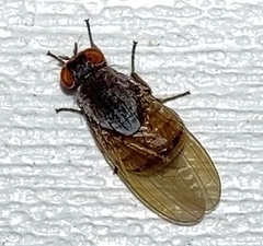 Lauxanioidea