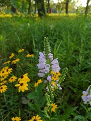 Physostegia virginiana