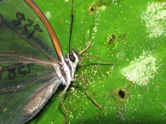 Pseudohaetera hypaesia