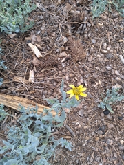 Helianthus arizonensis