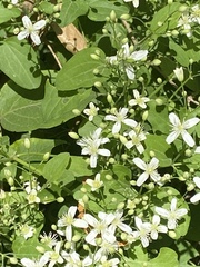 Clematis terniflora