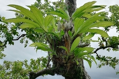 Catasetum integerrimum