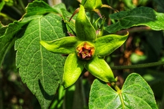 Gonolobus uniflorus