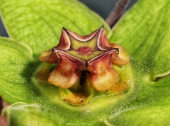 Gonolobus uniflorus