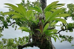 Catasetum integerrimum