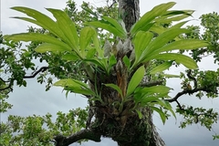 Catasetum integerrimum