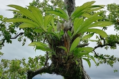 Catasetum integerrimum