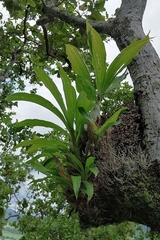 Catasetum integerrimum
