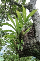 Catasetum integerrimum