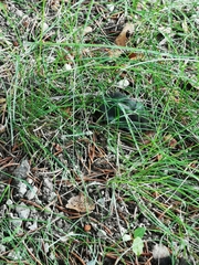 Peromyscus maniculatus gracilis