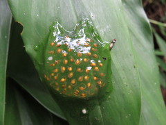 Nymphargus grandisonae
