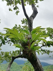 Catasetum integerrimum