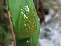 Nymphargus grandisonae