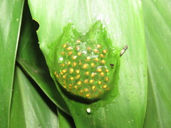 Nymphargus grandisonae