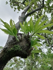 Catasetum integerrimum