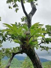 Catasetum integerrimum