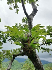 Catasetum integerrimum