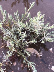 Suaeda maritima
