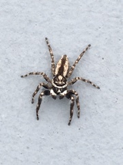 Menemerus bivittatus