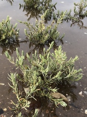 Suaeda maritima