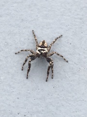 Menemerus bivittatus