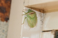 Piezodorus oceanicus