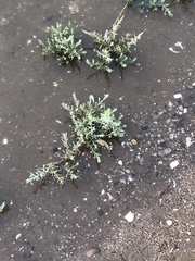 Suaeda maritima