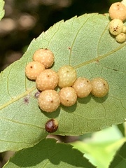 Caryomyia tuberculata