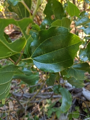 Ceanothus velutinus