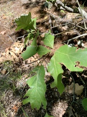 Zapatella quercusphellos