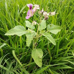 Proboscidea louisianica fragrans