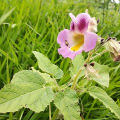 Proboscidea louisianica fragrans