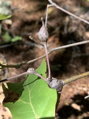 Zapatella quercusphellos