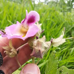 Proboscidea louisianica fragrans