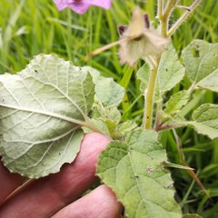 Proboscidea louisianica fragrans